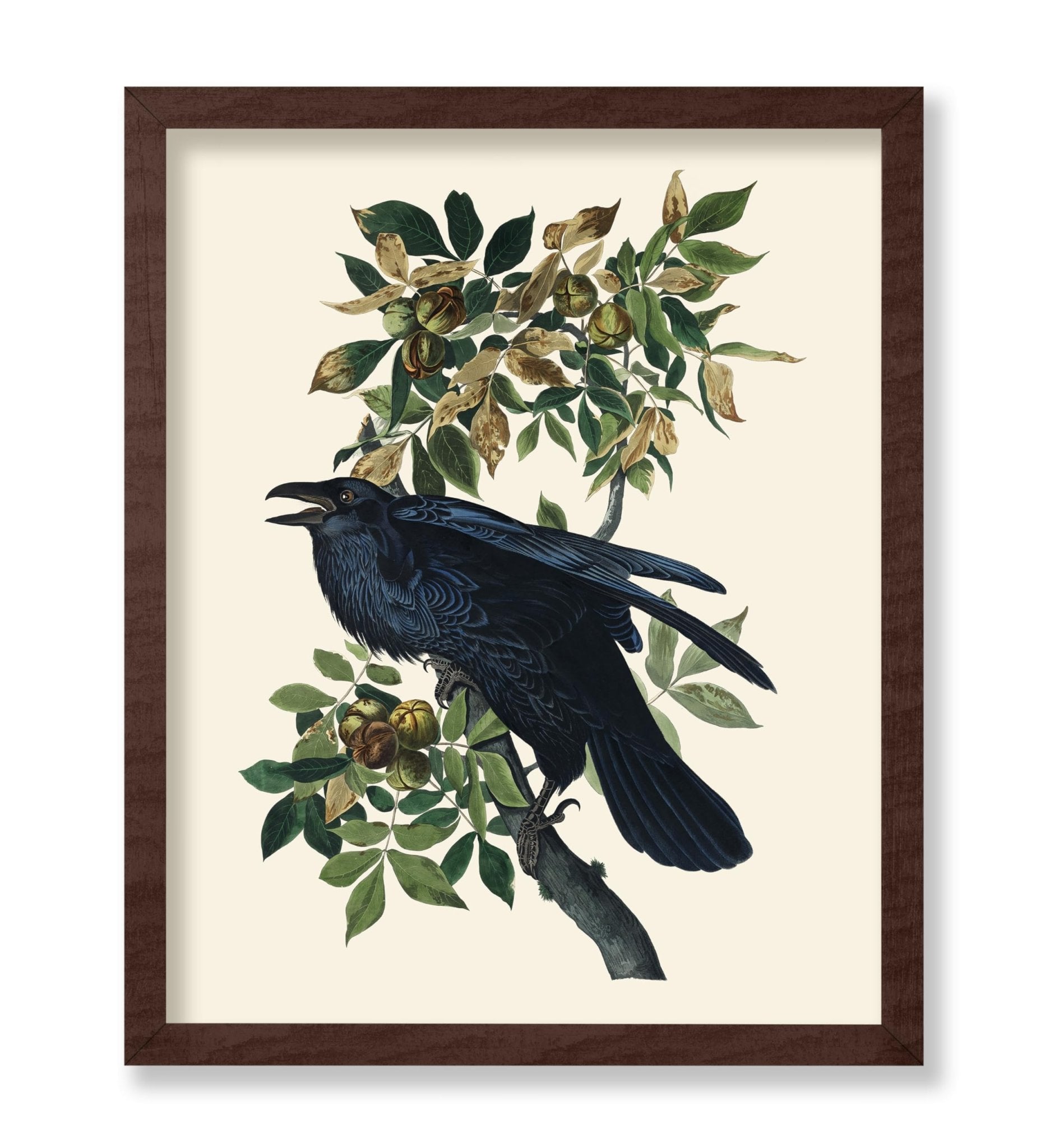 James Audubon - Raven