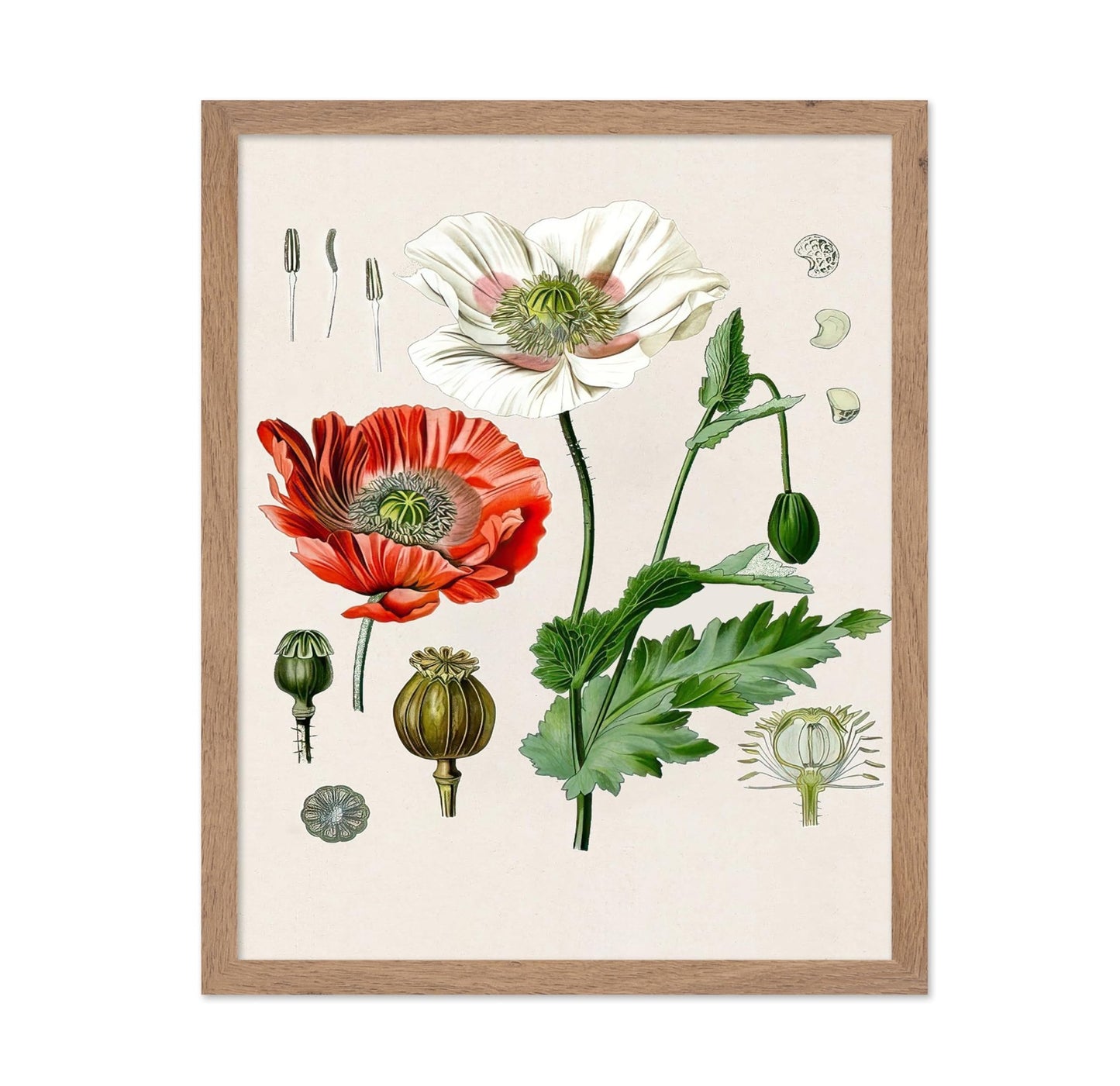 Opium Poppy
