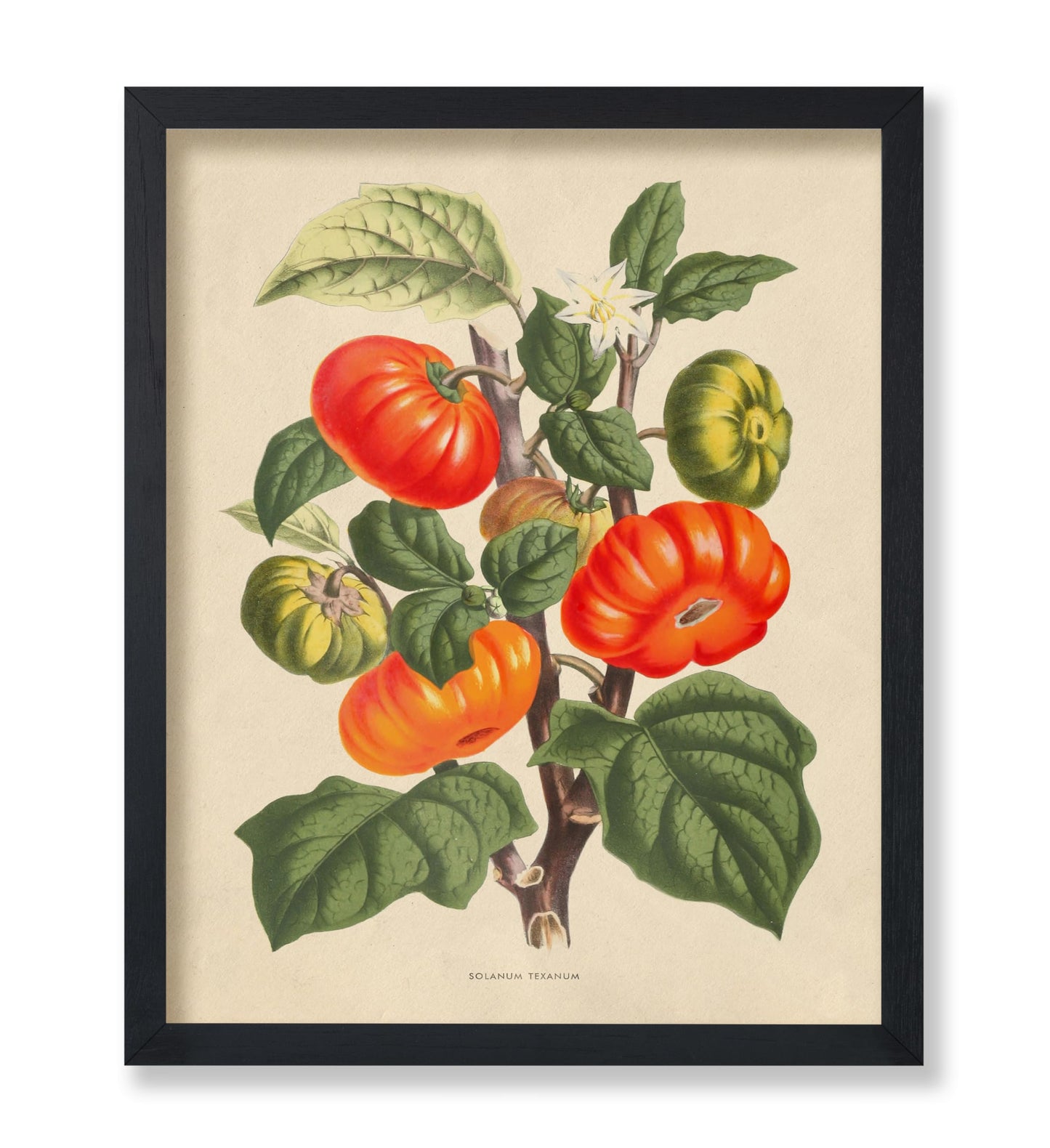 Flowers of the Greenhouses - Solanum Texanum