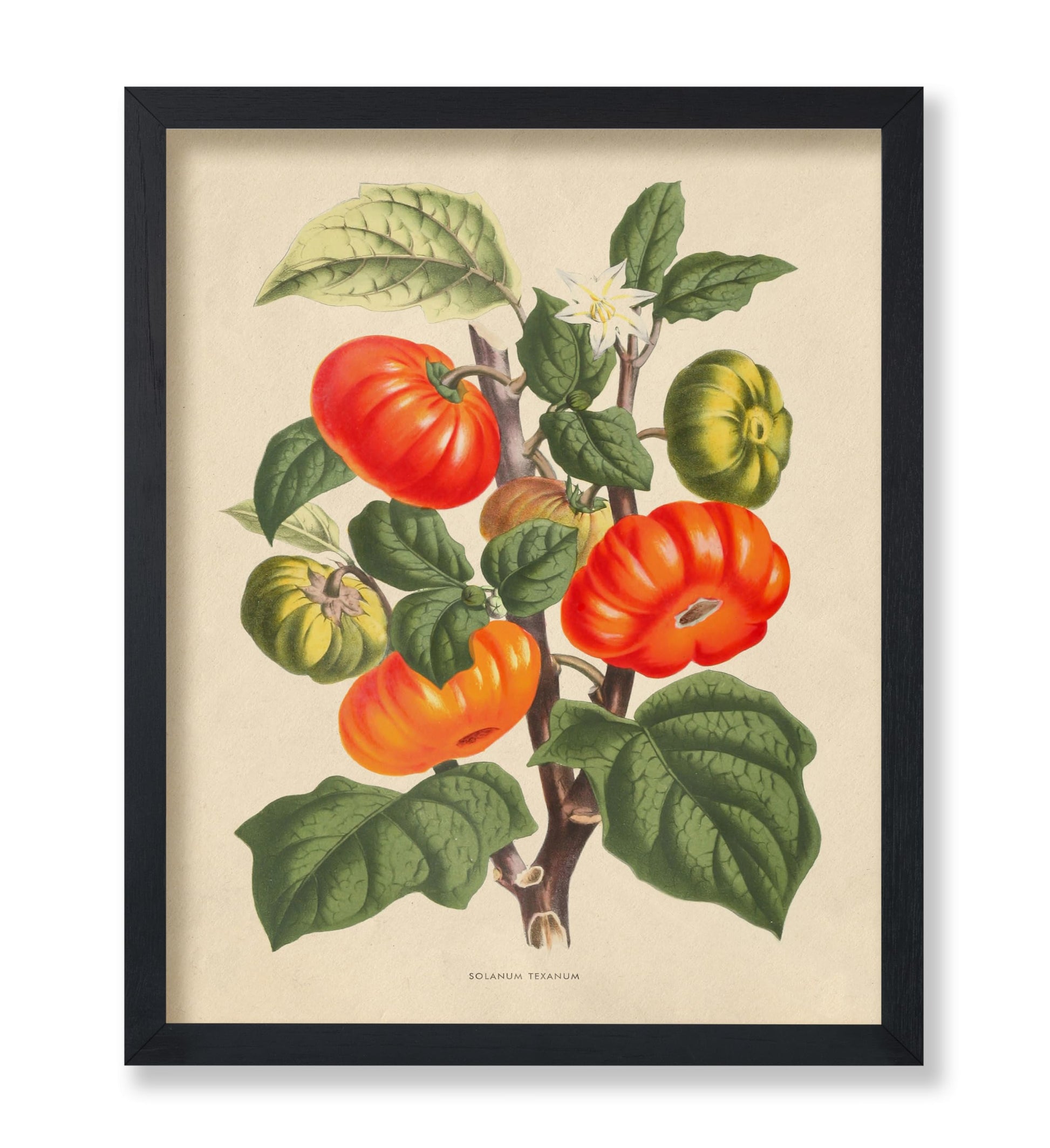 Flowers of the Greenhouses - Solanum Texanum