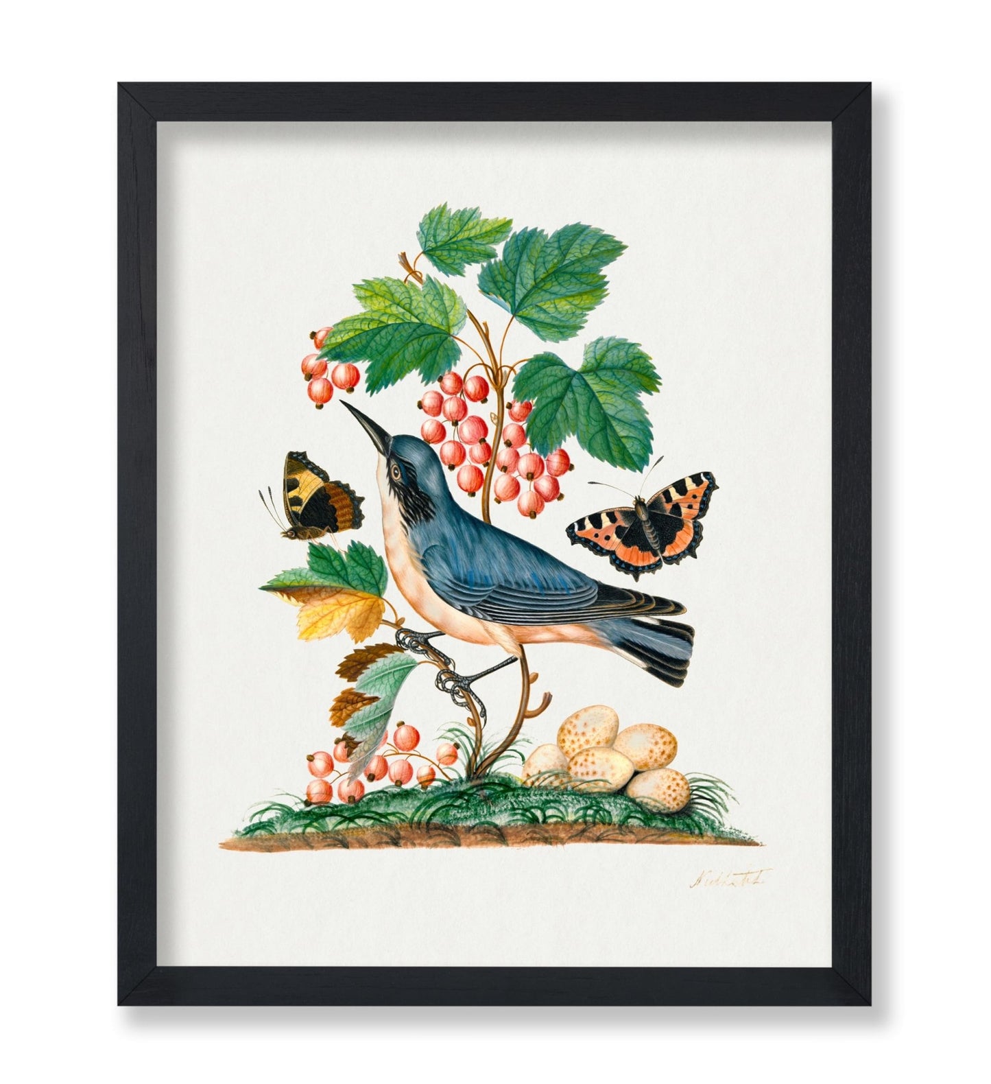 James Bolton - Red Admiral