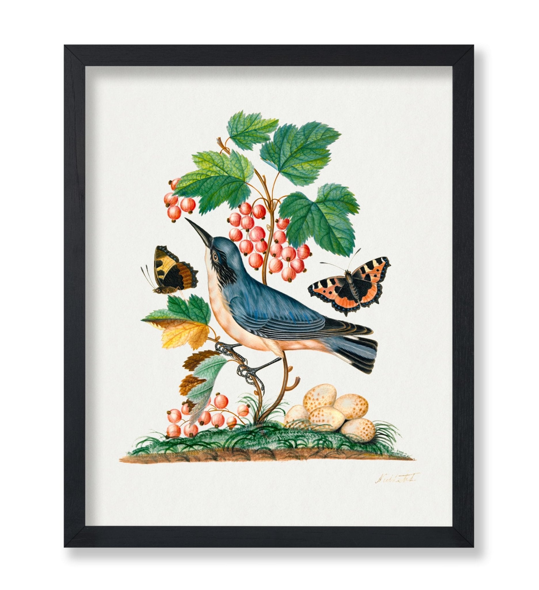 James Bolton - Red Admiral
