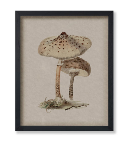 Parasol Mushroom