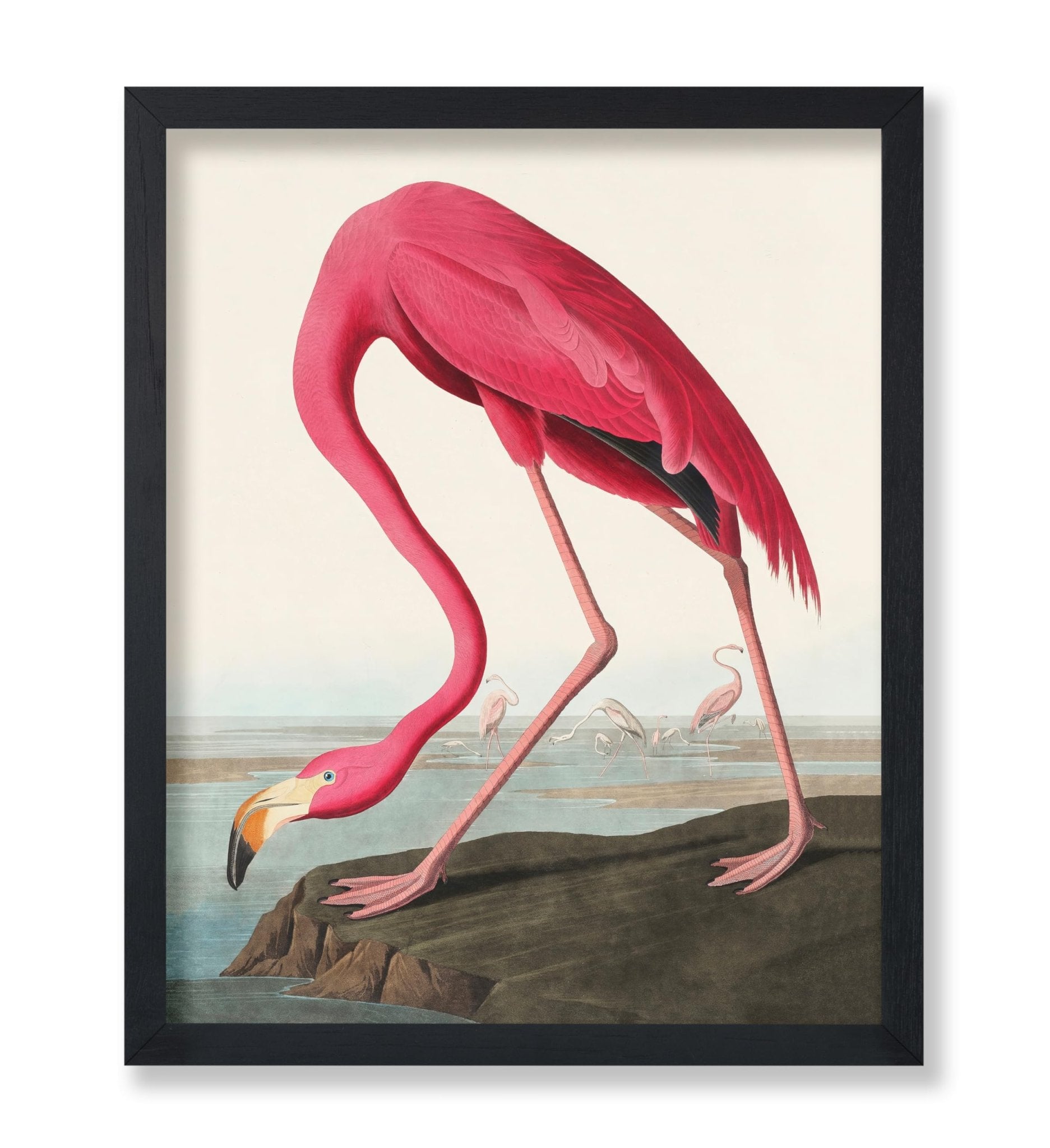 James Audubon - American Flamingo
