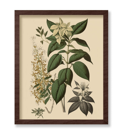 White Jasmine