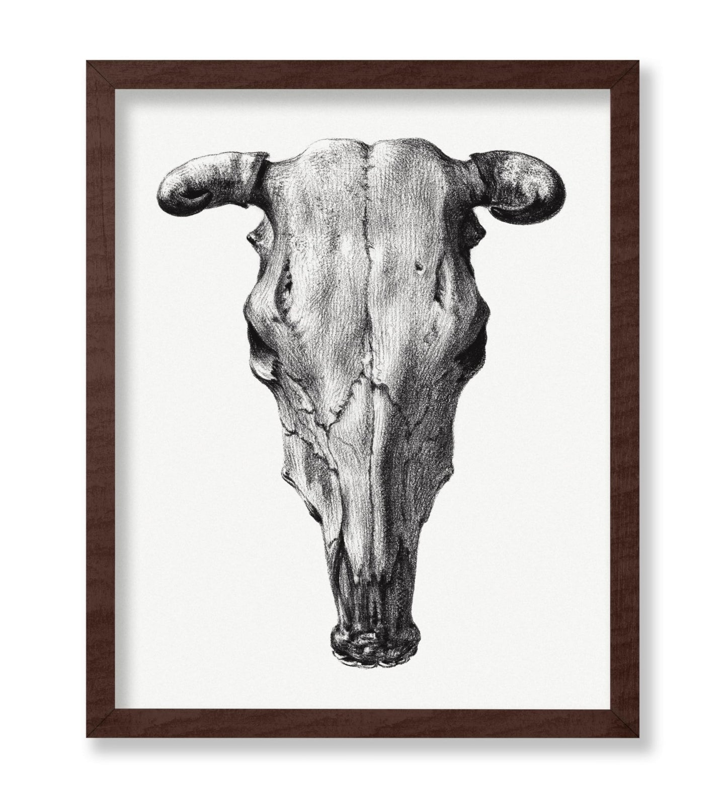 Cow Skull Portrait