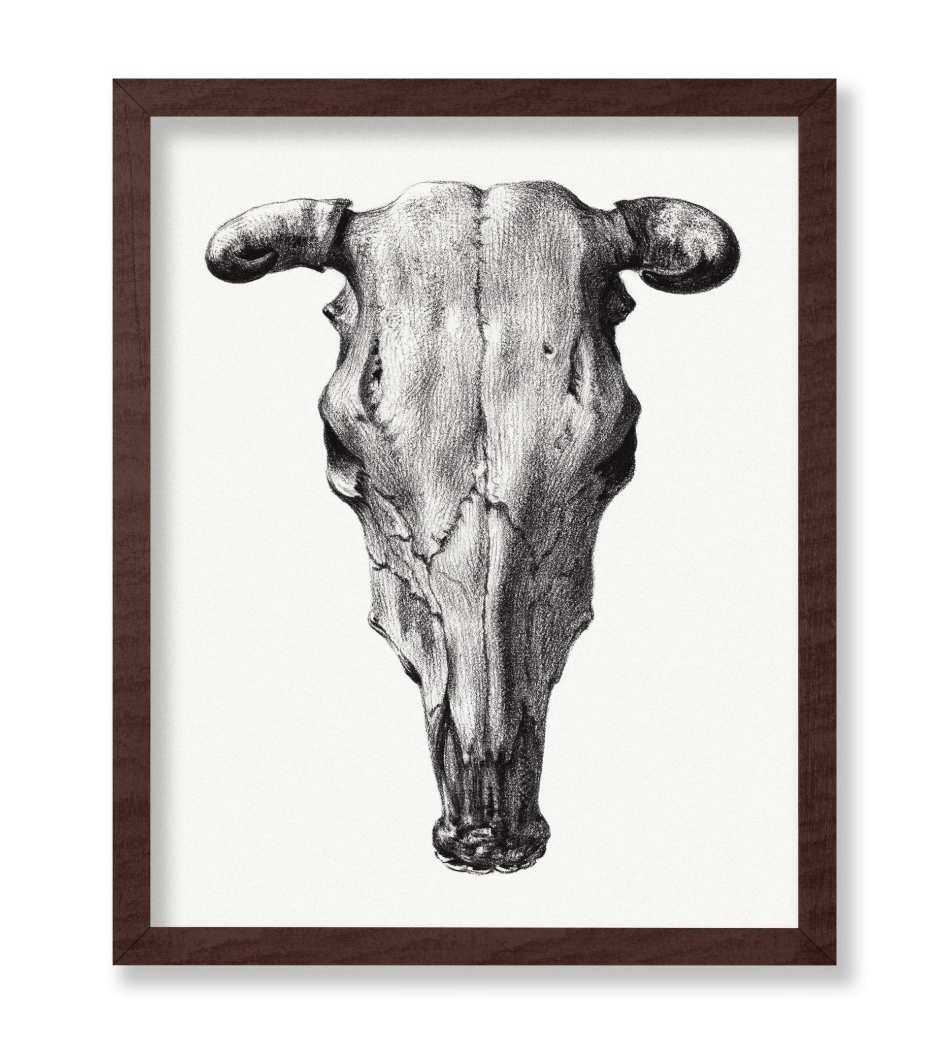 Cow Skull Portrait