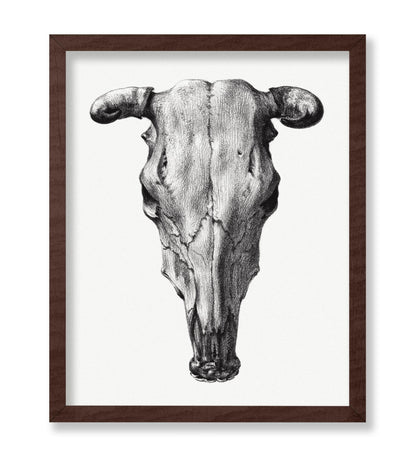 Cow Skull Portrait