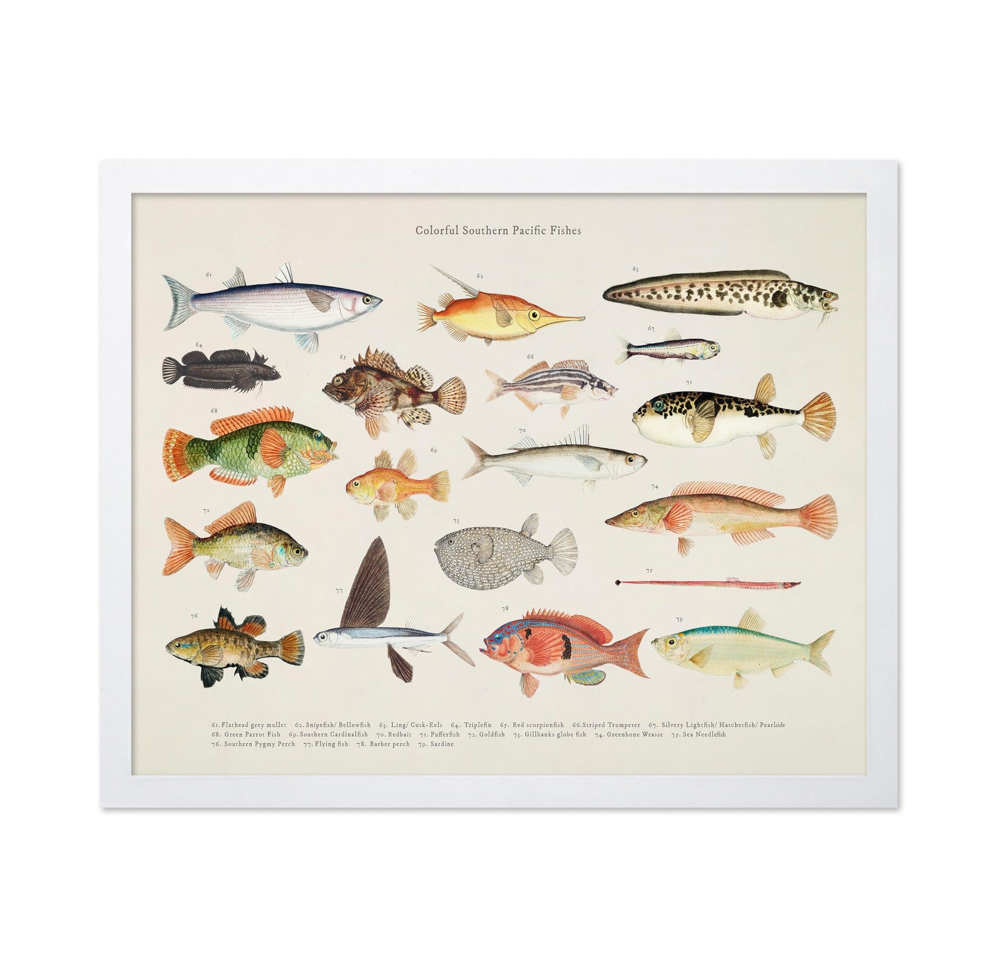 Southern Pacific Fishes No4