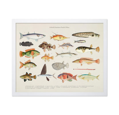 Southern Pacific Fishes No4