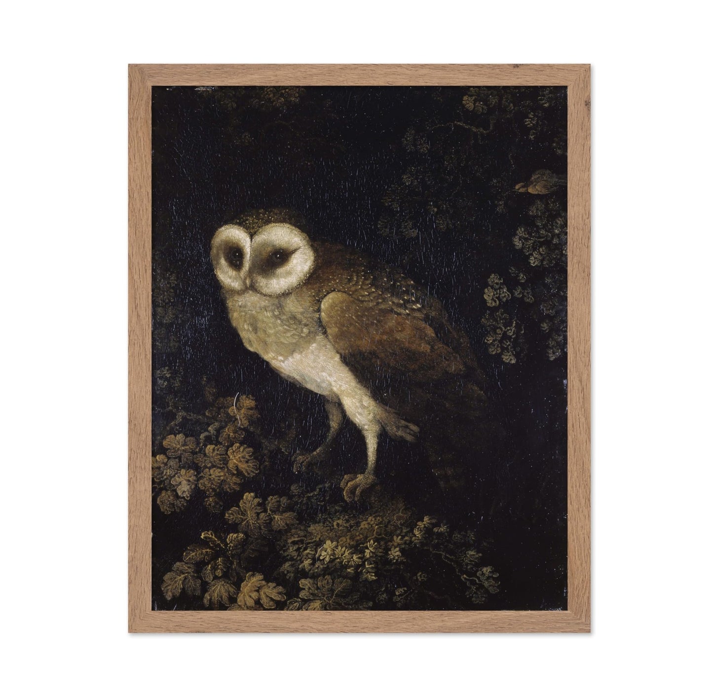 Moses Haughton - An Owl