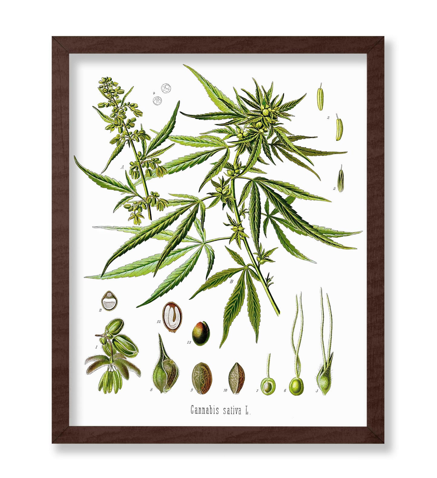 Cannabis Sativa