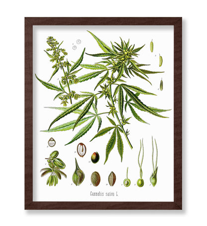 Cannabis Sativa