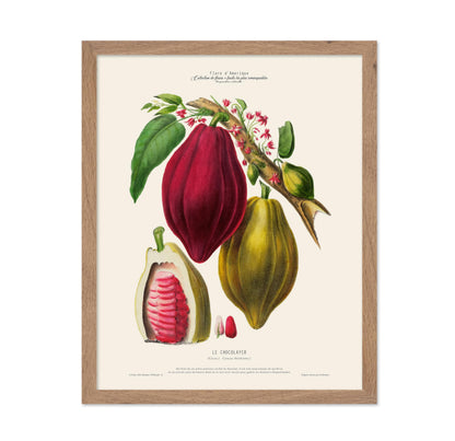 Cocoa Bean No1