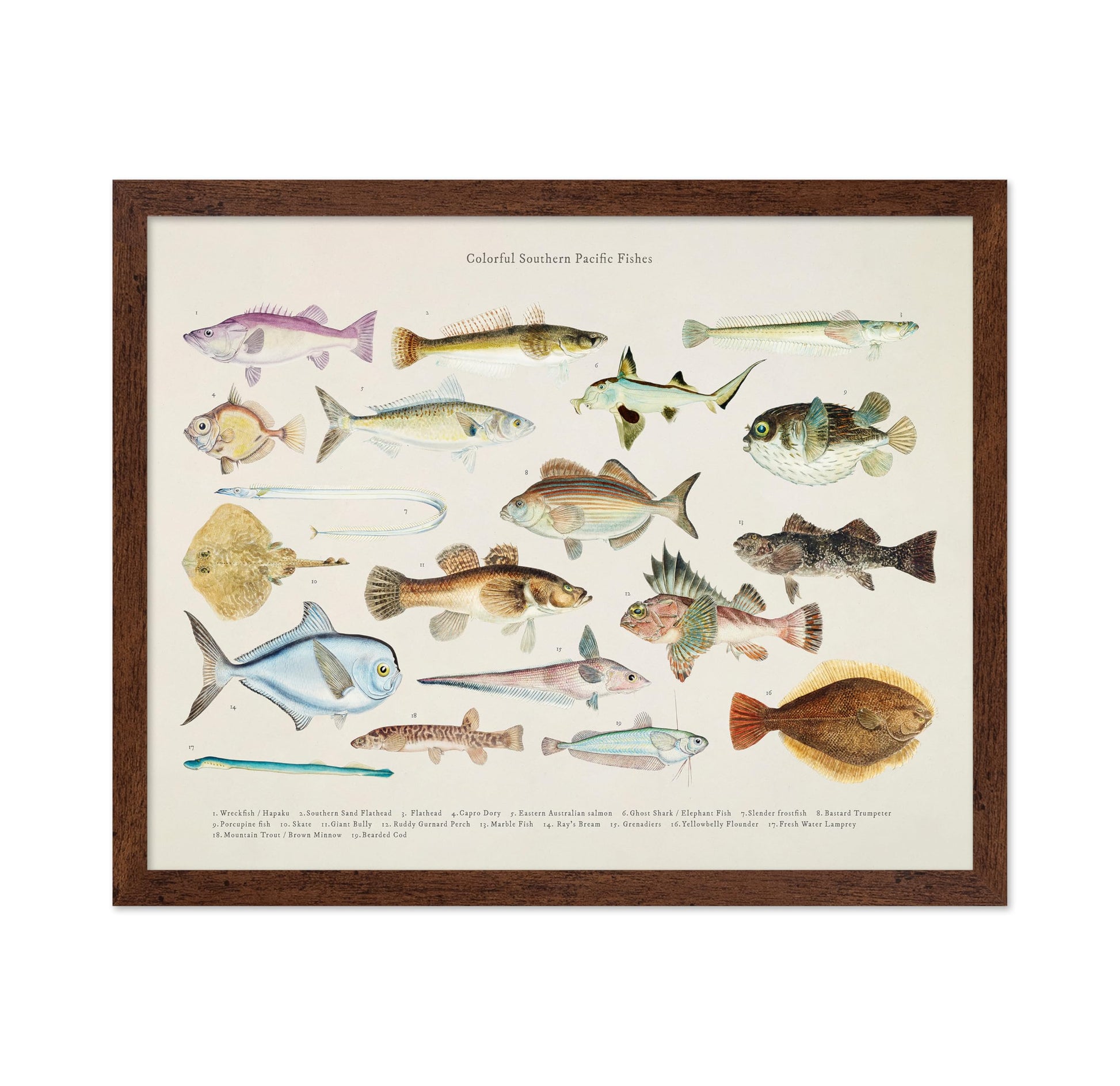 Southern Pacific Fishes No1