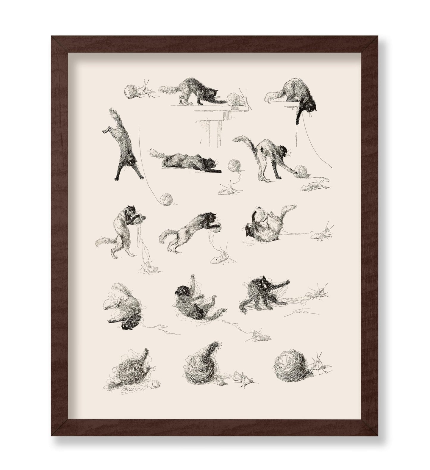 Cat Studies