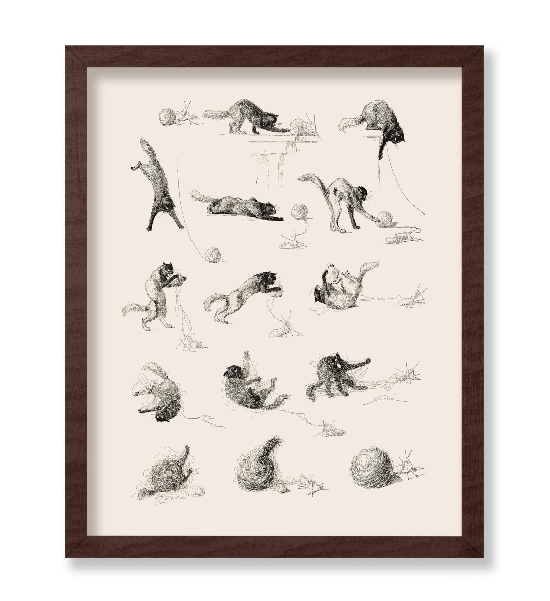 Cat Studies