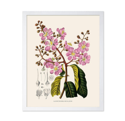 Queen's Flower