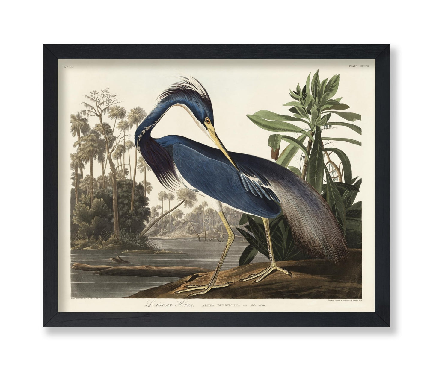 John James Audubon - Louisiana Heron