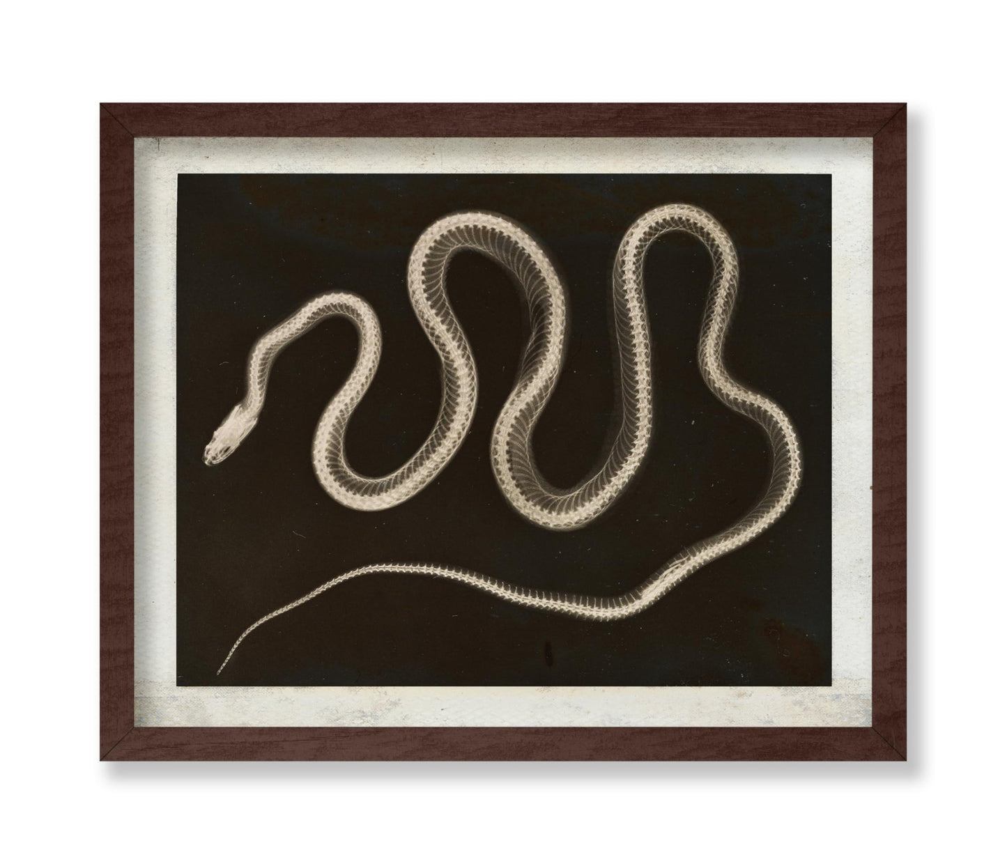 Snake X-ray