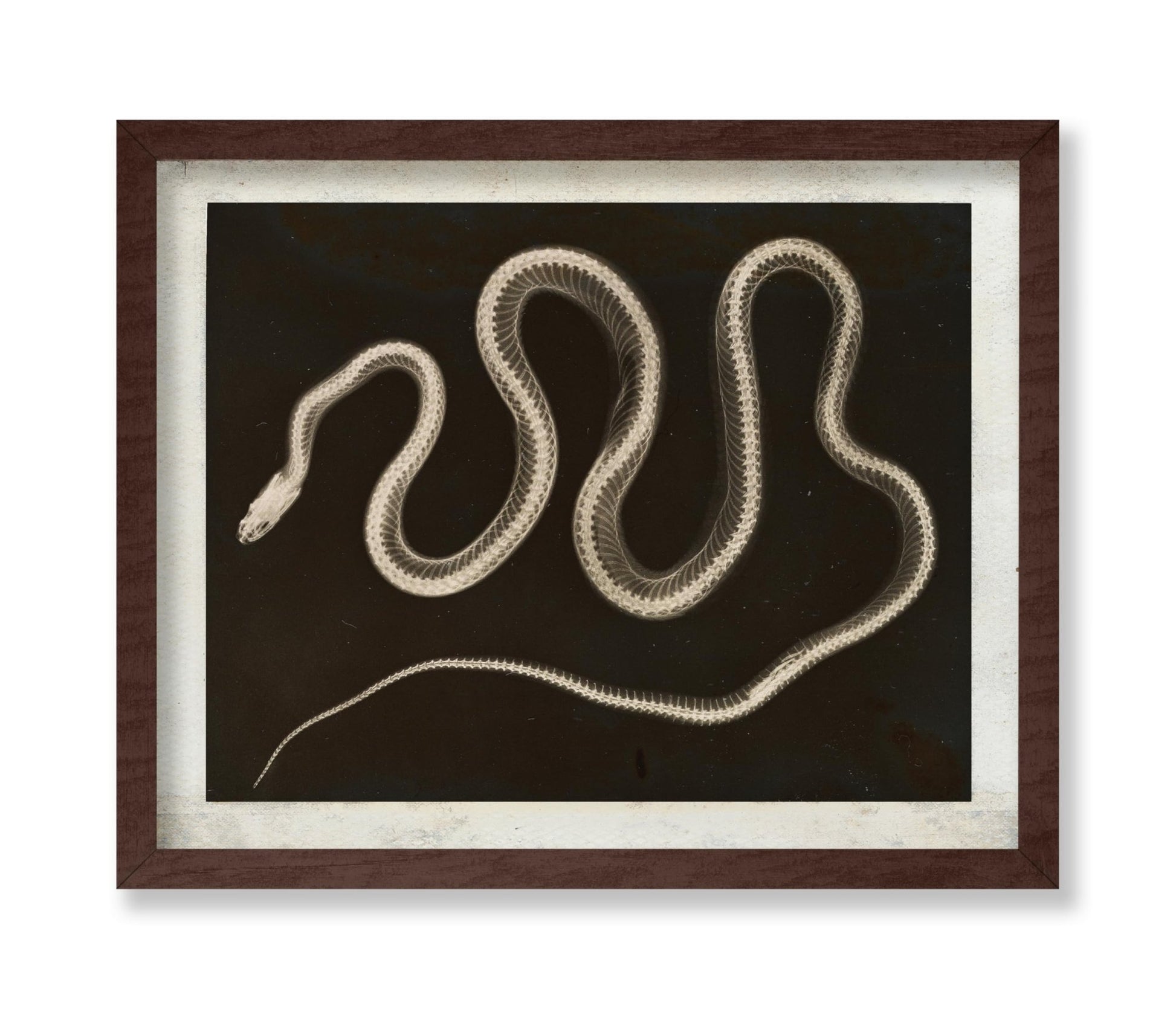 Snake X-ray
