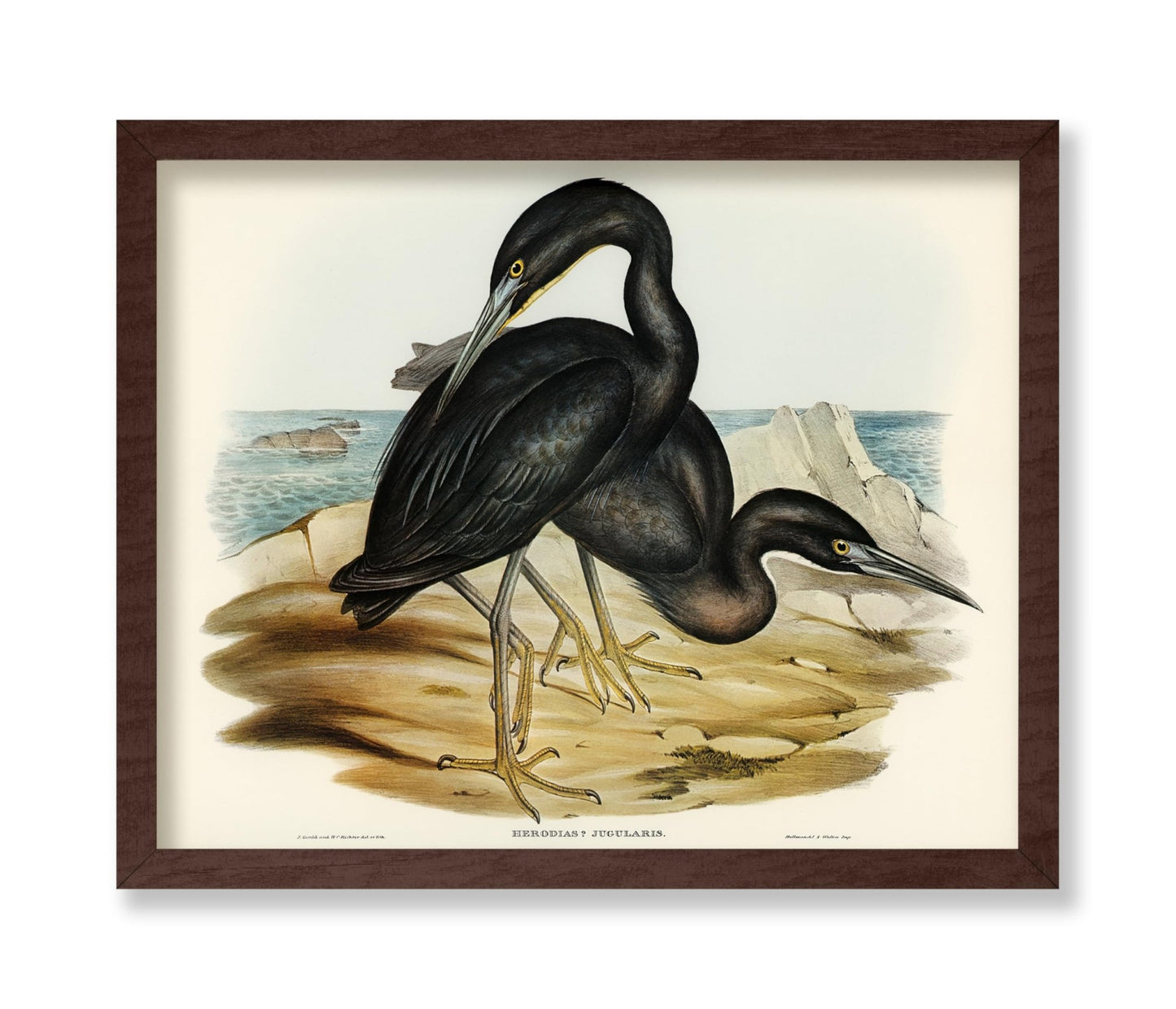 Blue Reef Heron
