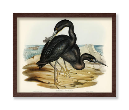 Blue Reef Heron