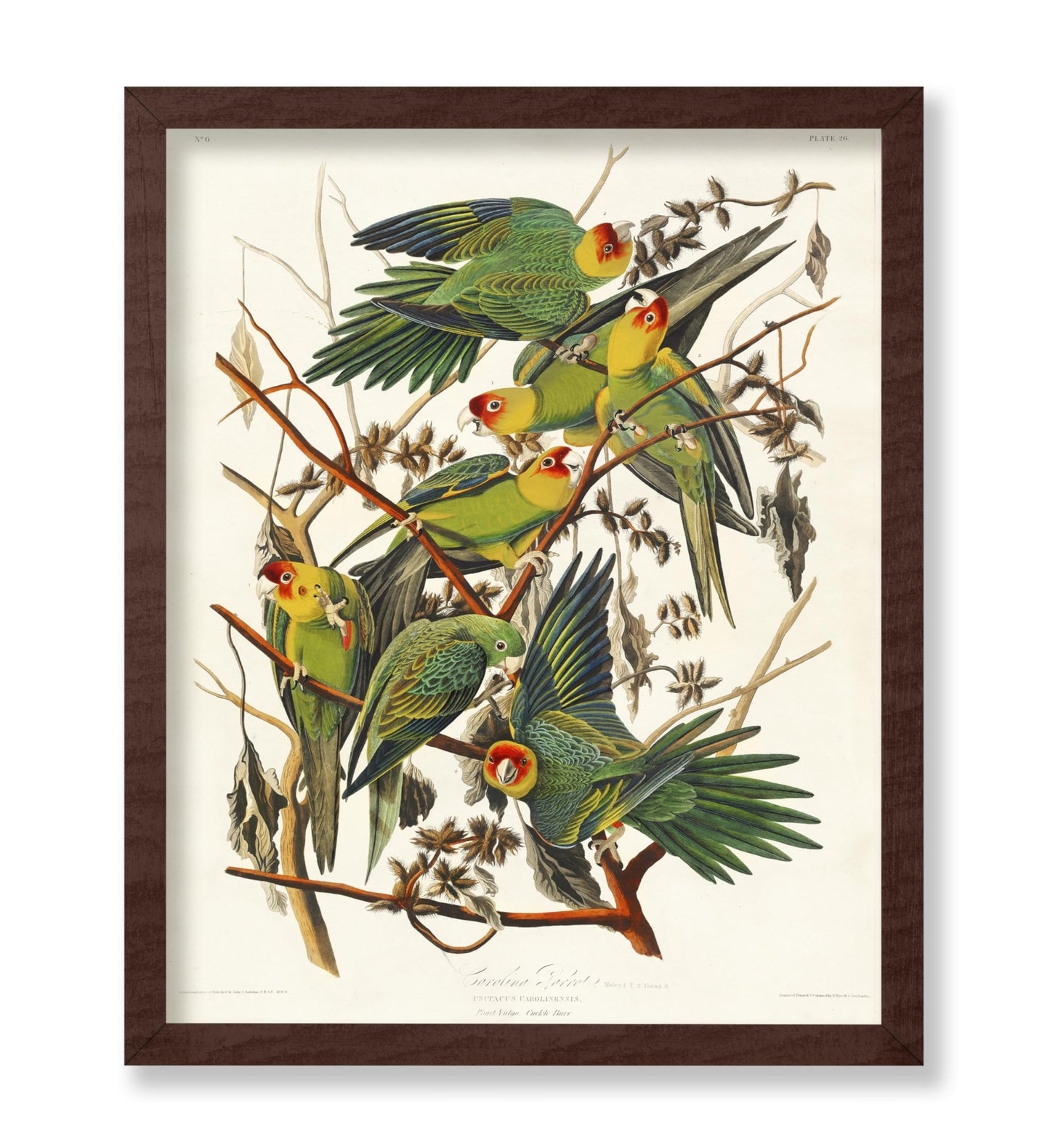 John James Audubon - Carolina Parrot