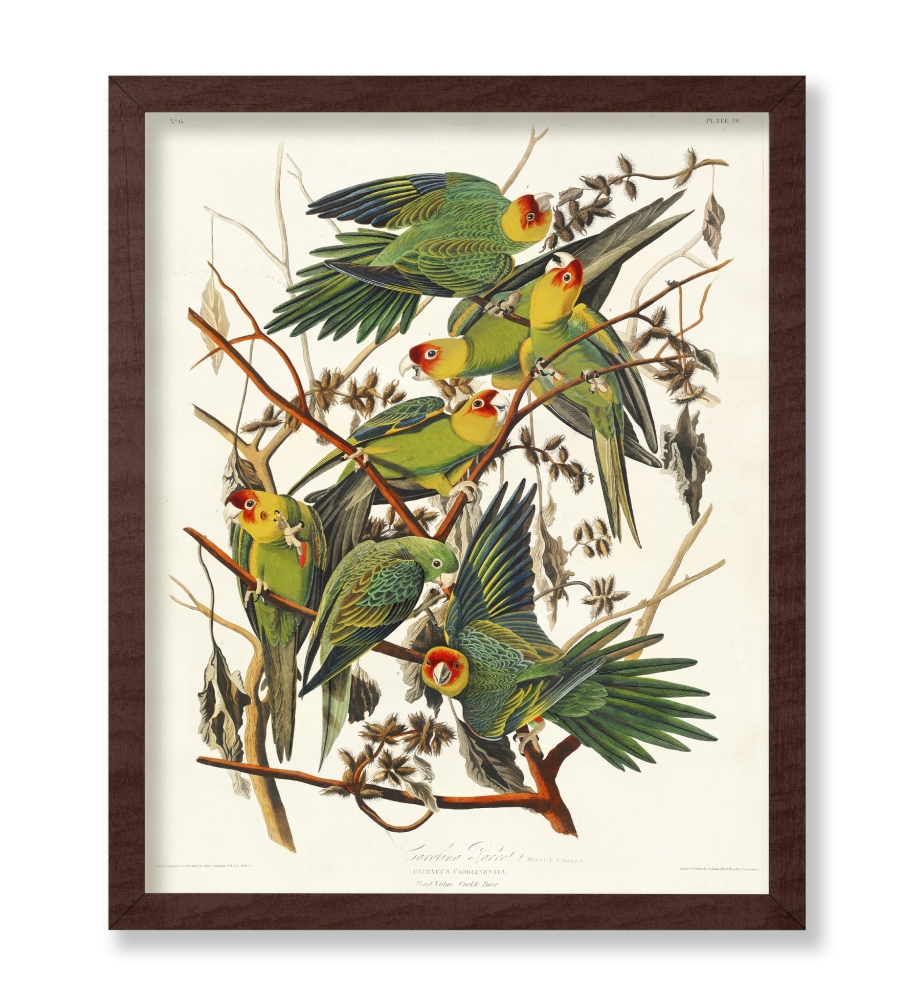 John James Audubon - Carolina Parrot