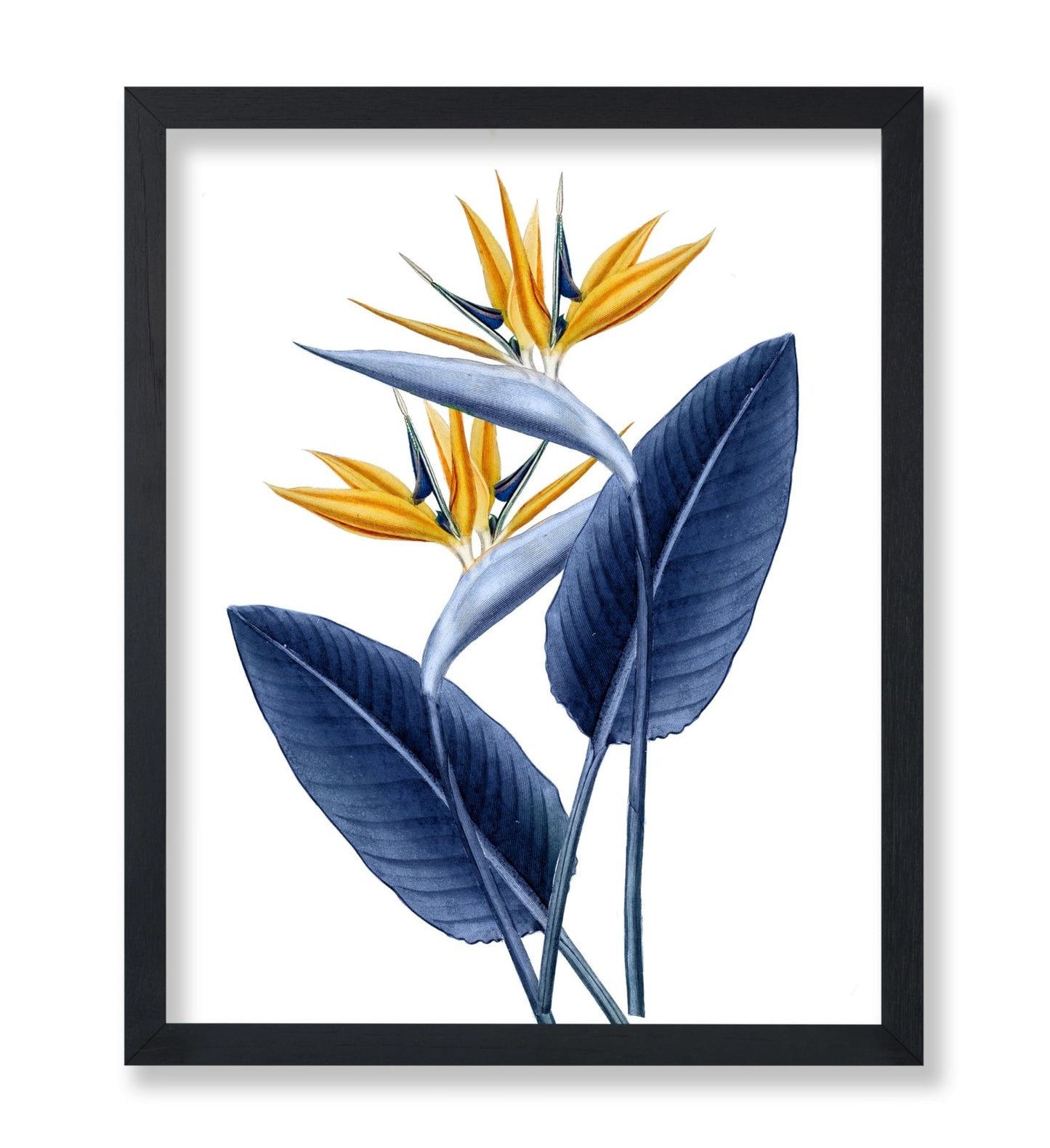 Bird of Paradise No1