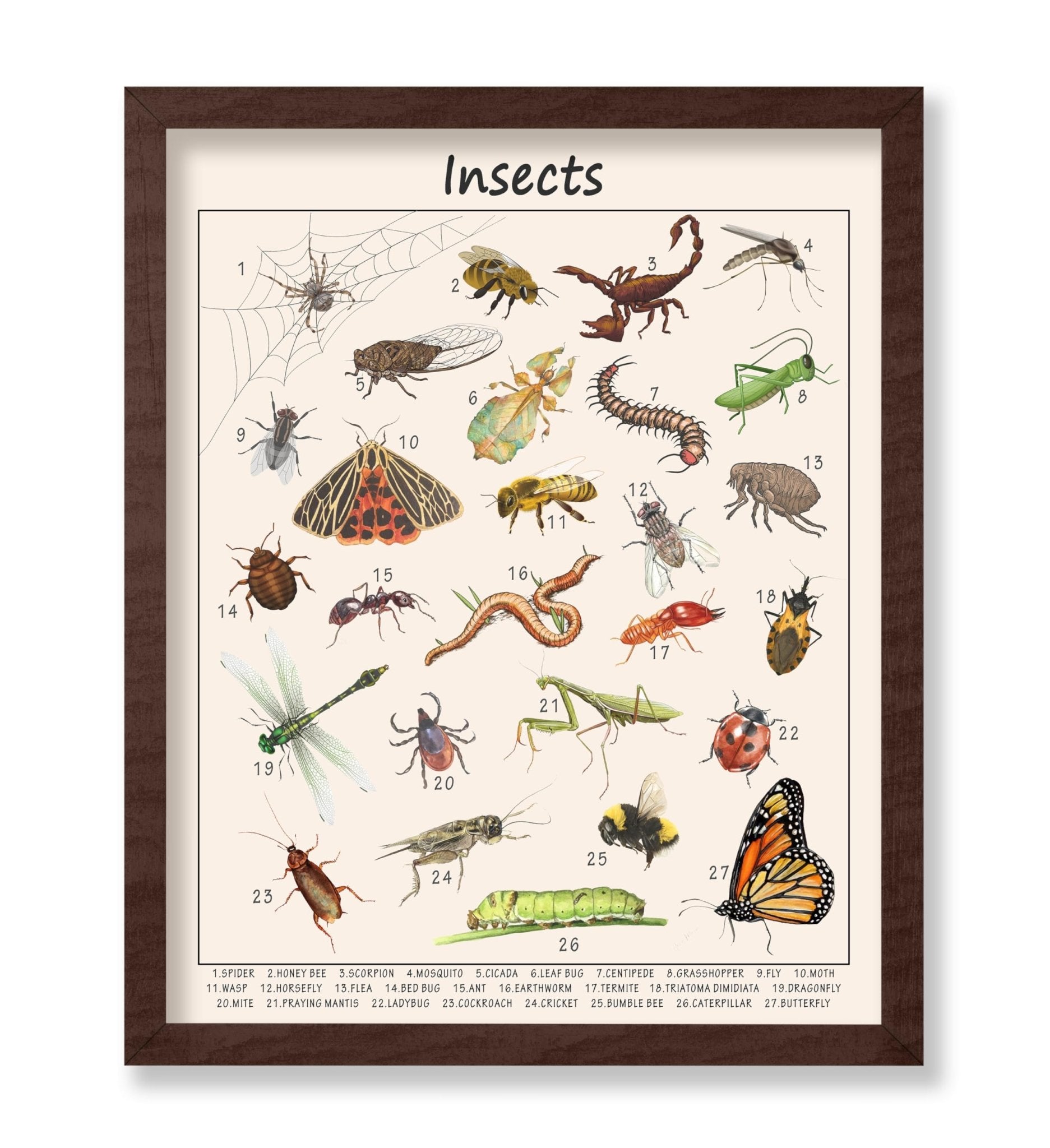 Insects