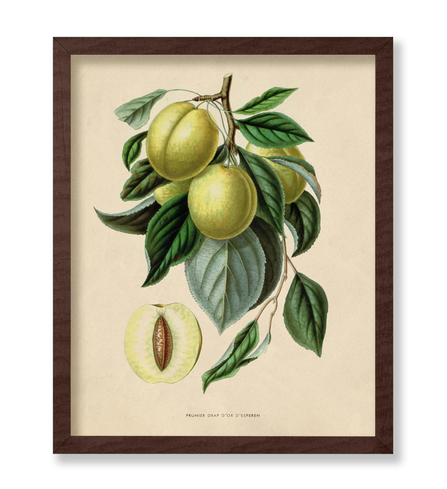 Flowers of the Greenhouses - Golden Esperen Plum