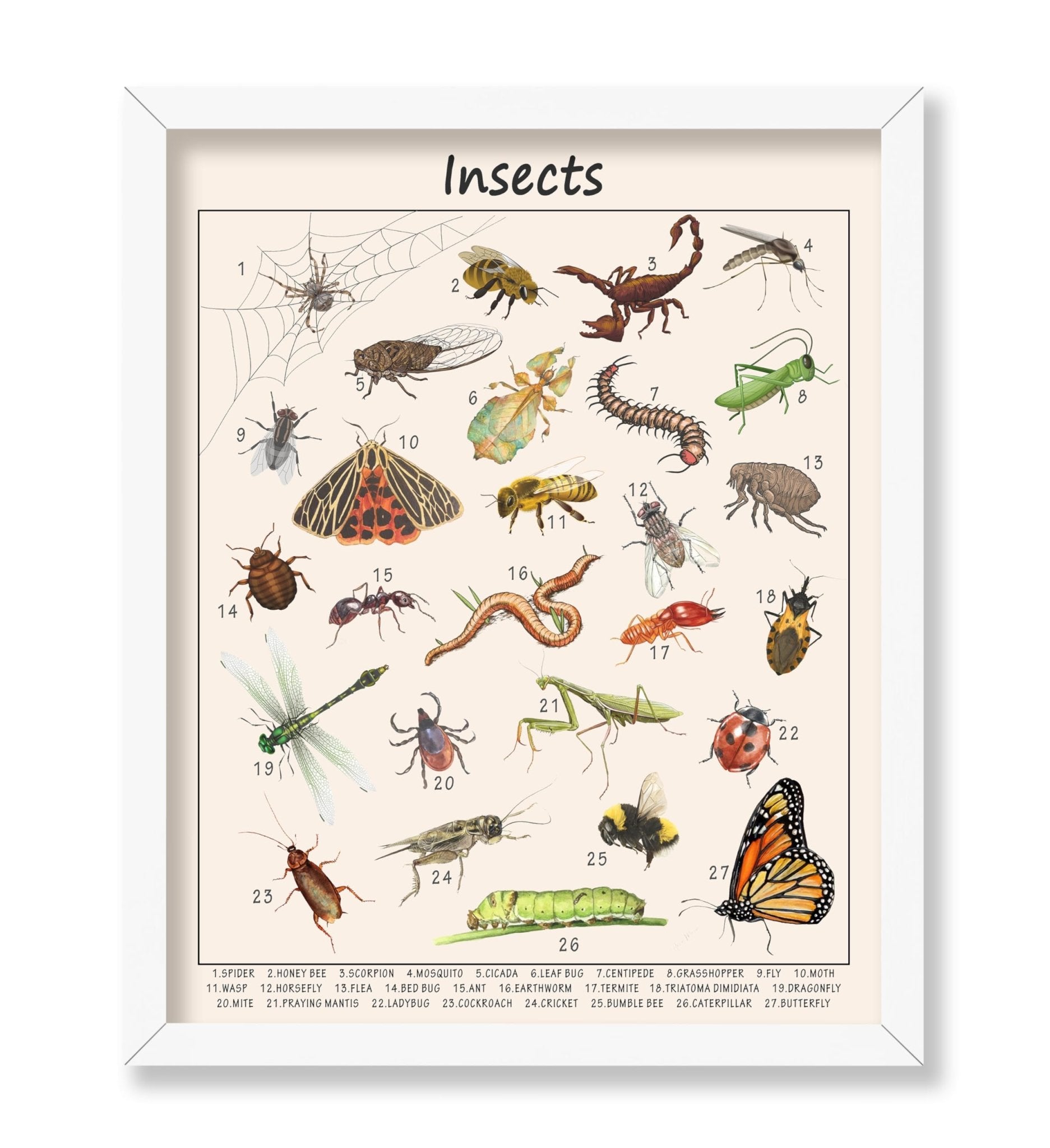 Insects