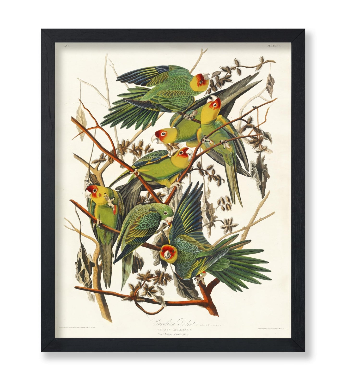 John James Audubon - Carolina Parrot