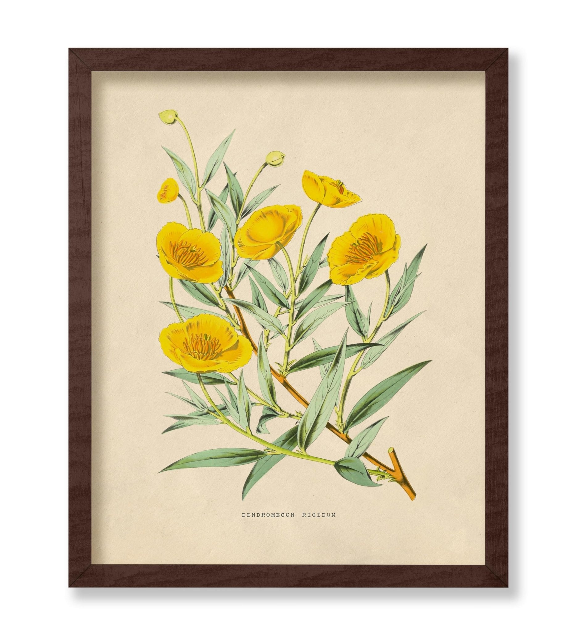 Flowers of the Greenhouses - California Poppy Poster