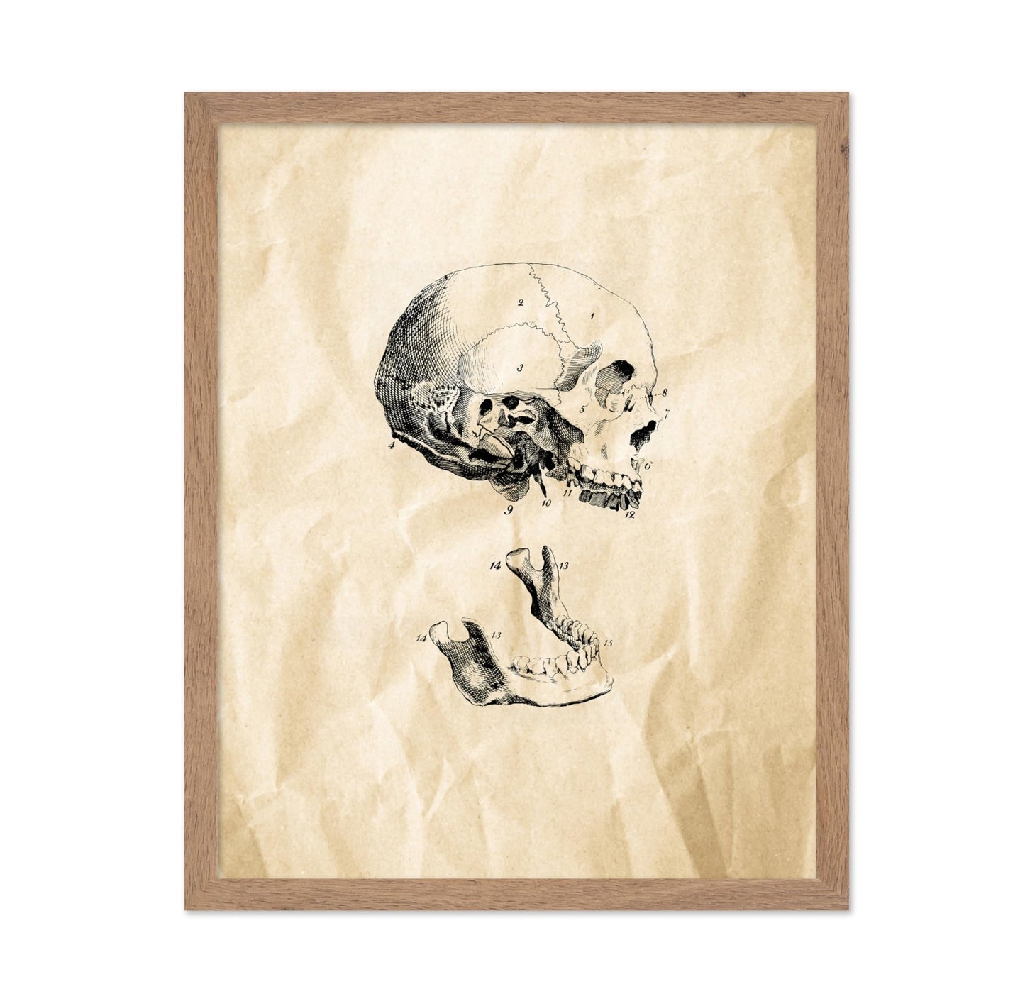 Human Skull