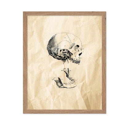 Human Skull