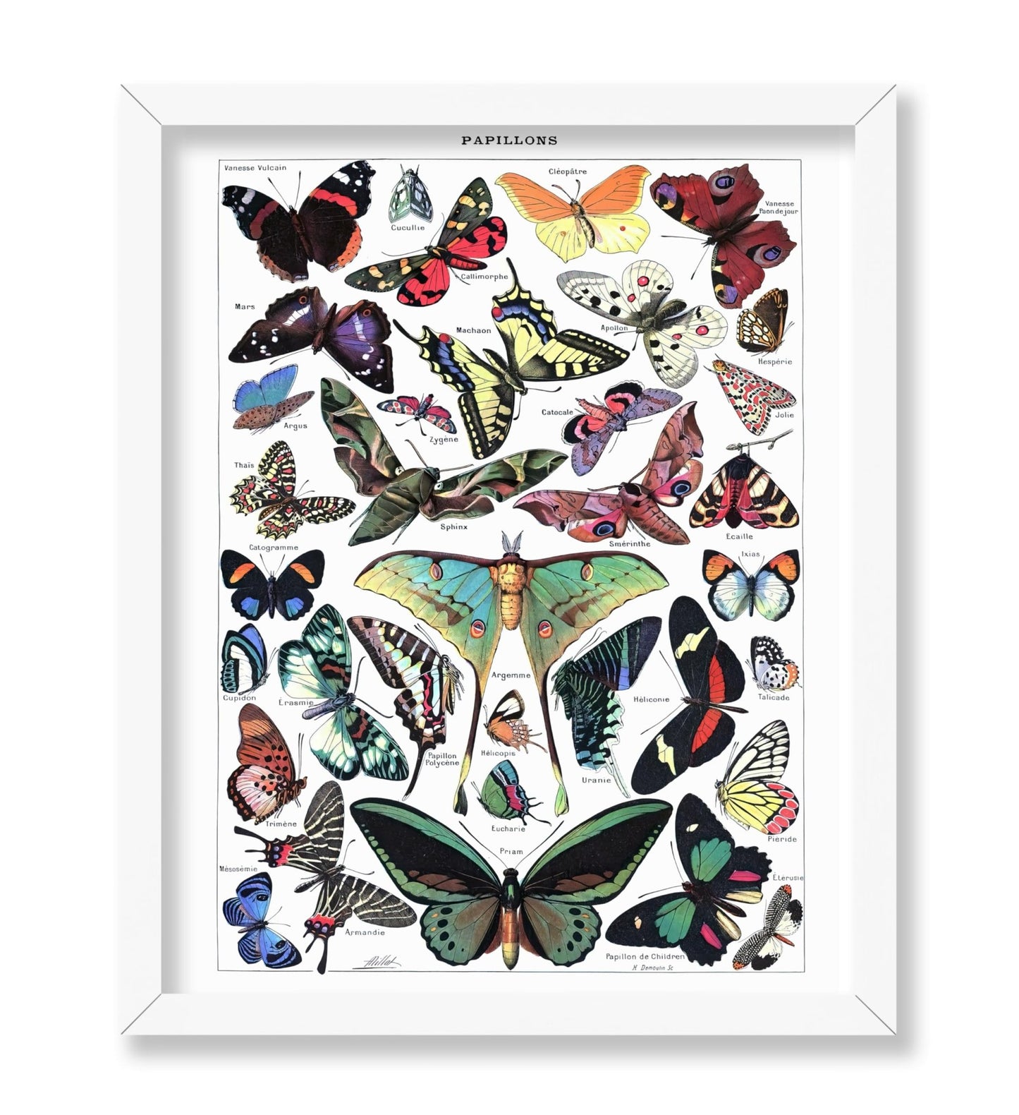 Adolphe Millot - Butterfly No3