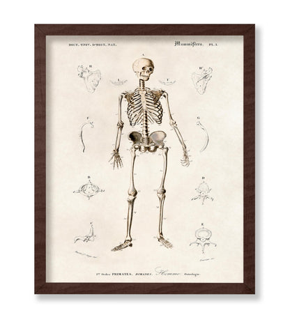 Human Skeleton No2