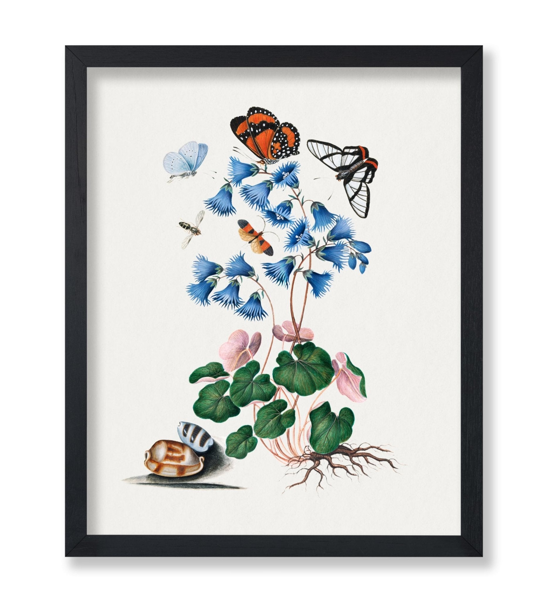 James Bolton - Soldanella, Amazon Angel, Det-winged Beetle and Shells