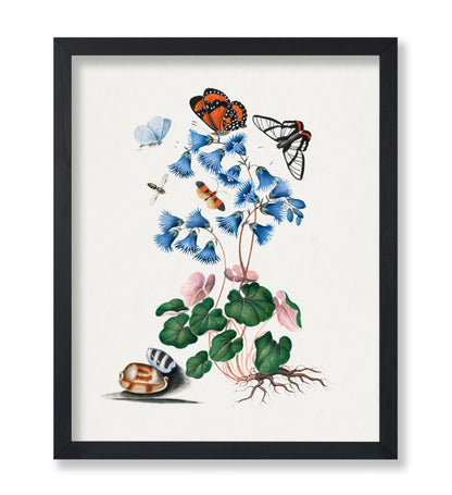 James Bolton - Soldanella, Amazon Angel, Det-winged Beetle and Shells