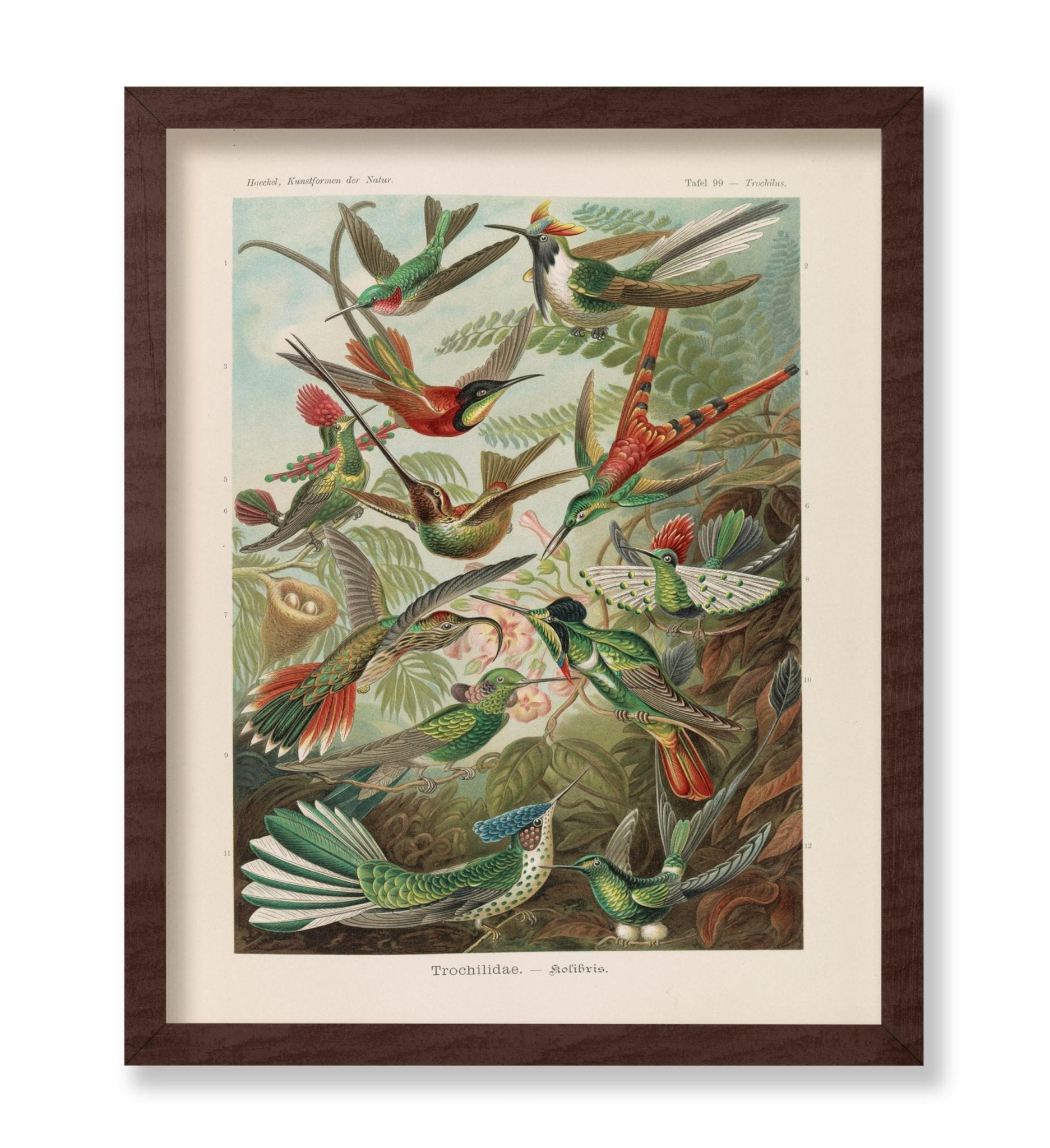 Ernst Haeckel - Hummingbird