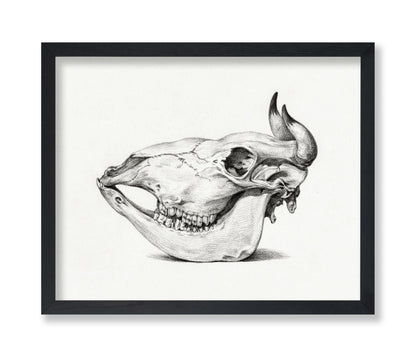 Cow Bone