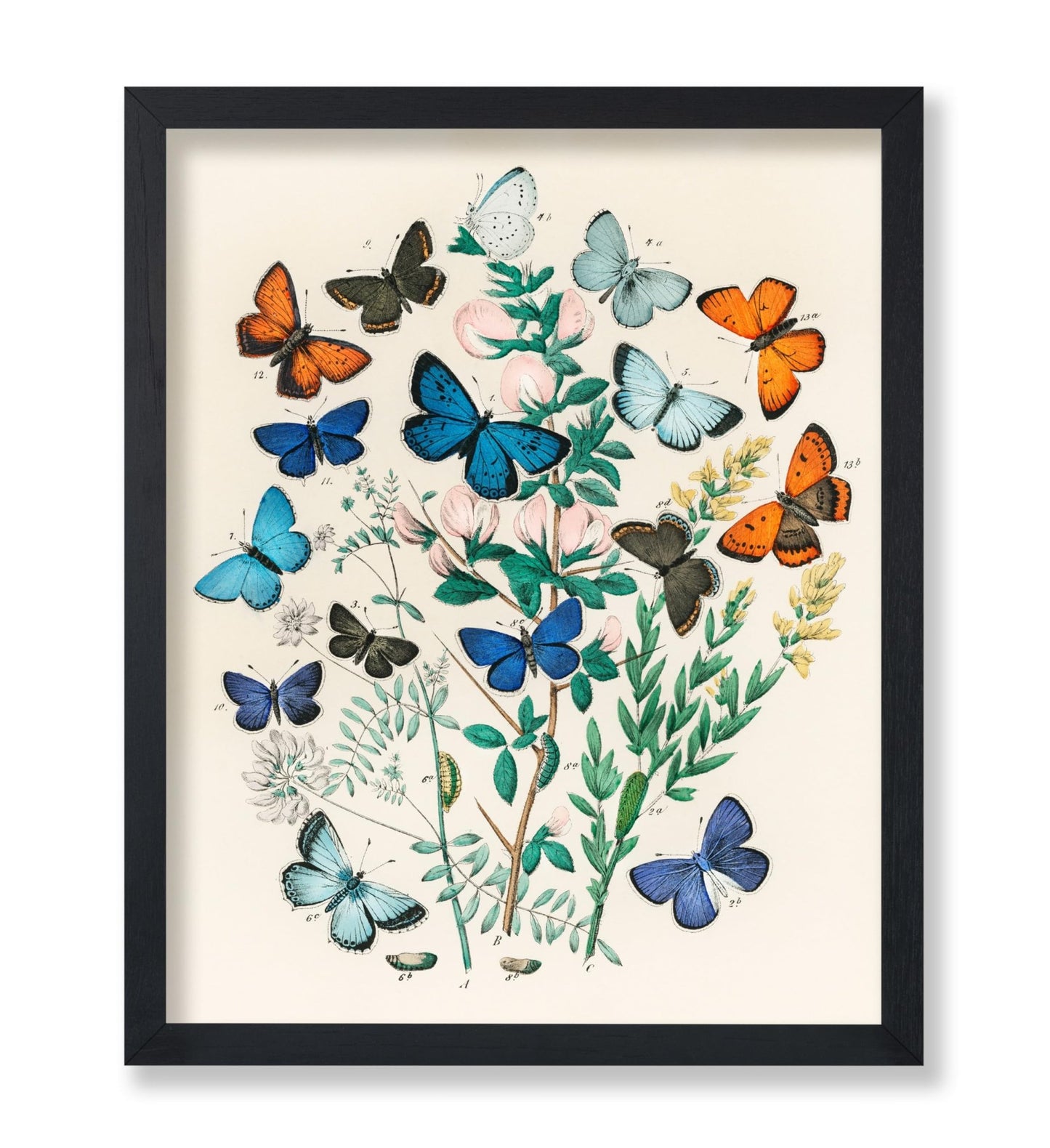 William Forsell Kirby - European Butterflies and Moths