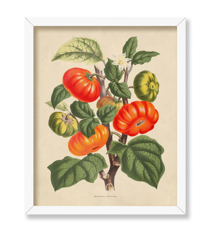 Flowers of the Greenhouses - Solanum Texanum