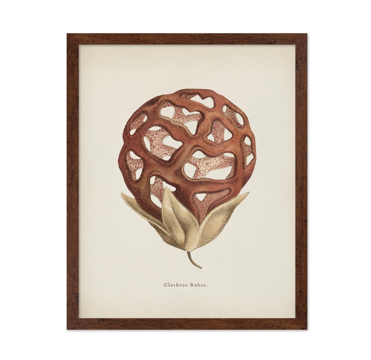 Latticed Stinkhorn