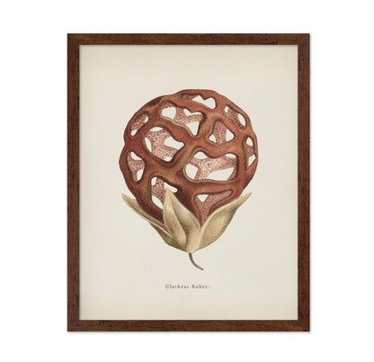 Latticed Stinkhorn