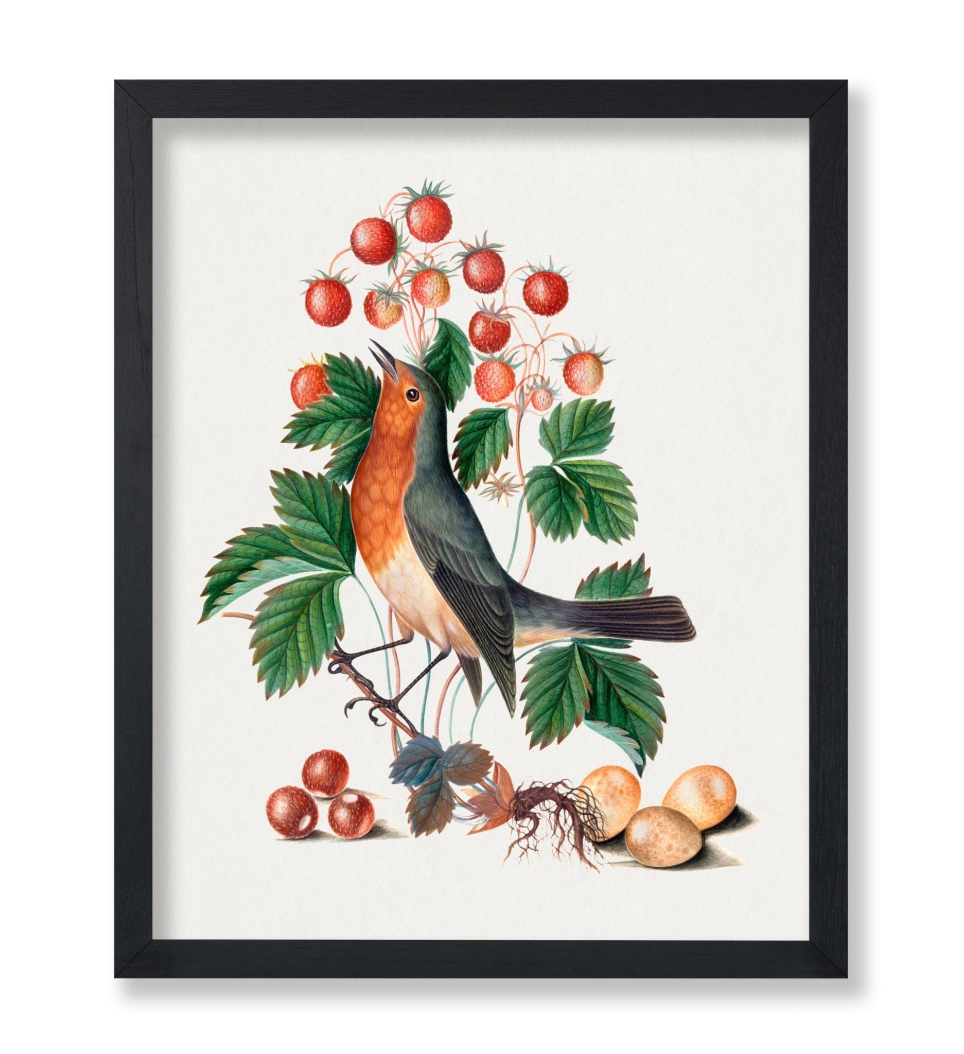 James Bolton - European Robin and Wild Strawberry
