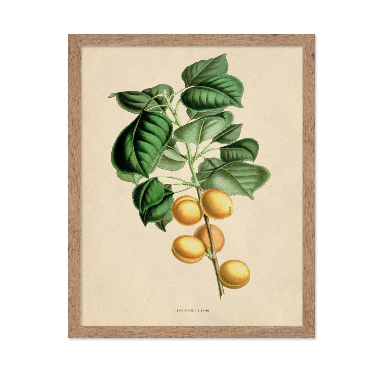 Flowers of the Greenhouses - Apricot Fruit