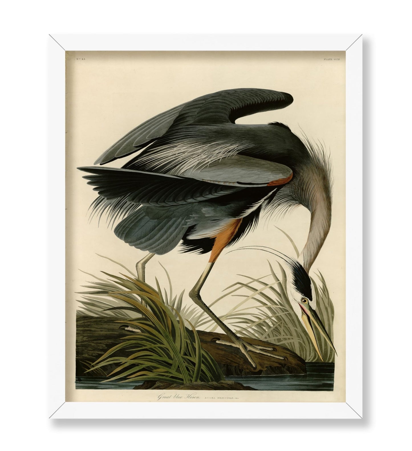 John James Audubon - Great Blue Heron